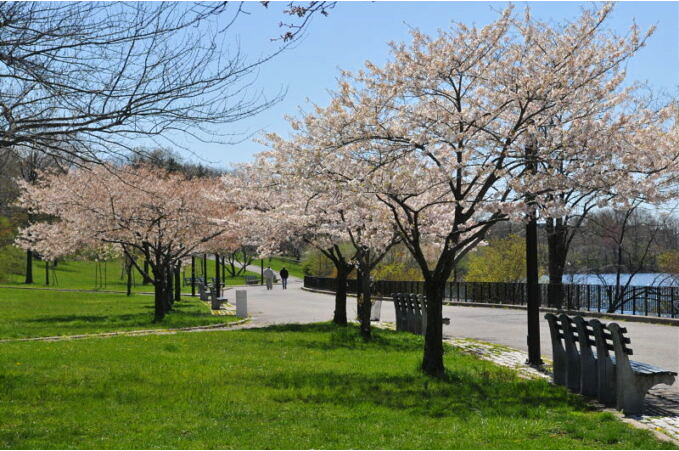 Cherry Blossoms at Silver Lake Park - Staten Island, NY