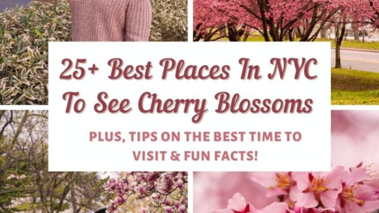 Tips for Seeing the Cherry Blossoms in New York City