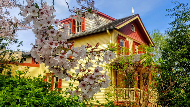 Cherry Blossoms at Lewis Howard Latimer House Museum Queens NY