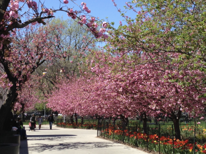 Cherry Blossoms at Marcus Garvey Park NYC