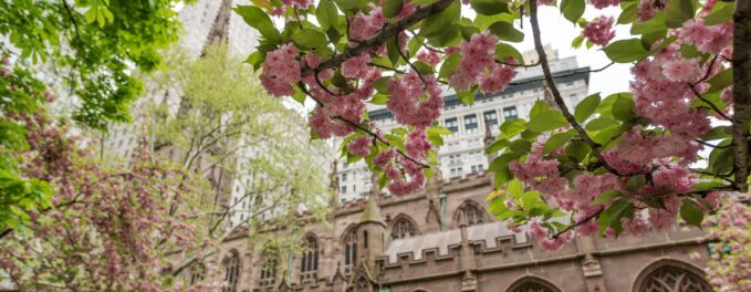 Cherry Blossoms at St. Paul’s Chapel of Trinity Church Trinity Church Wall Street